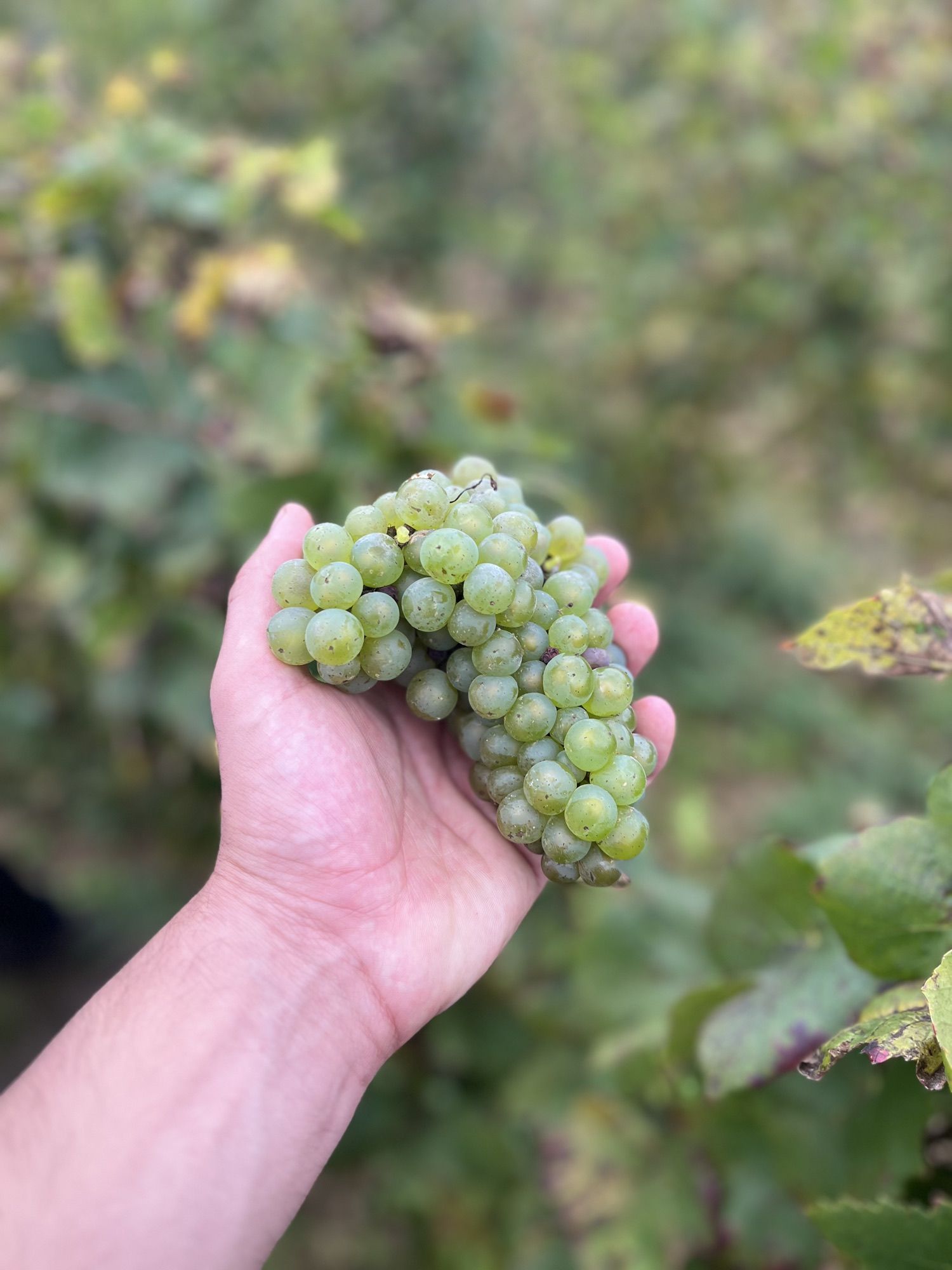 Chardonnay