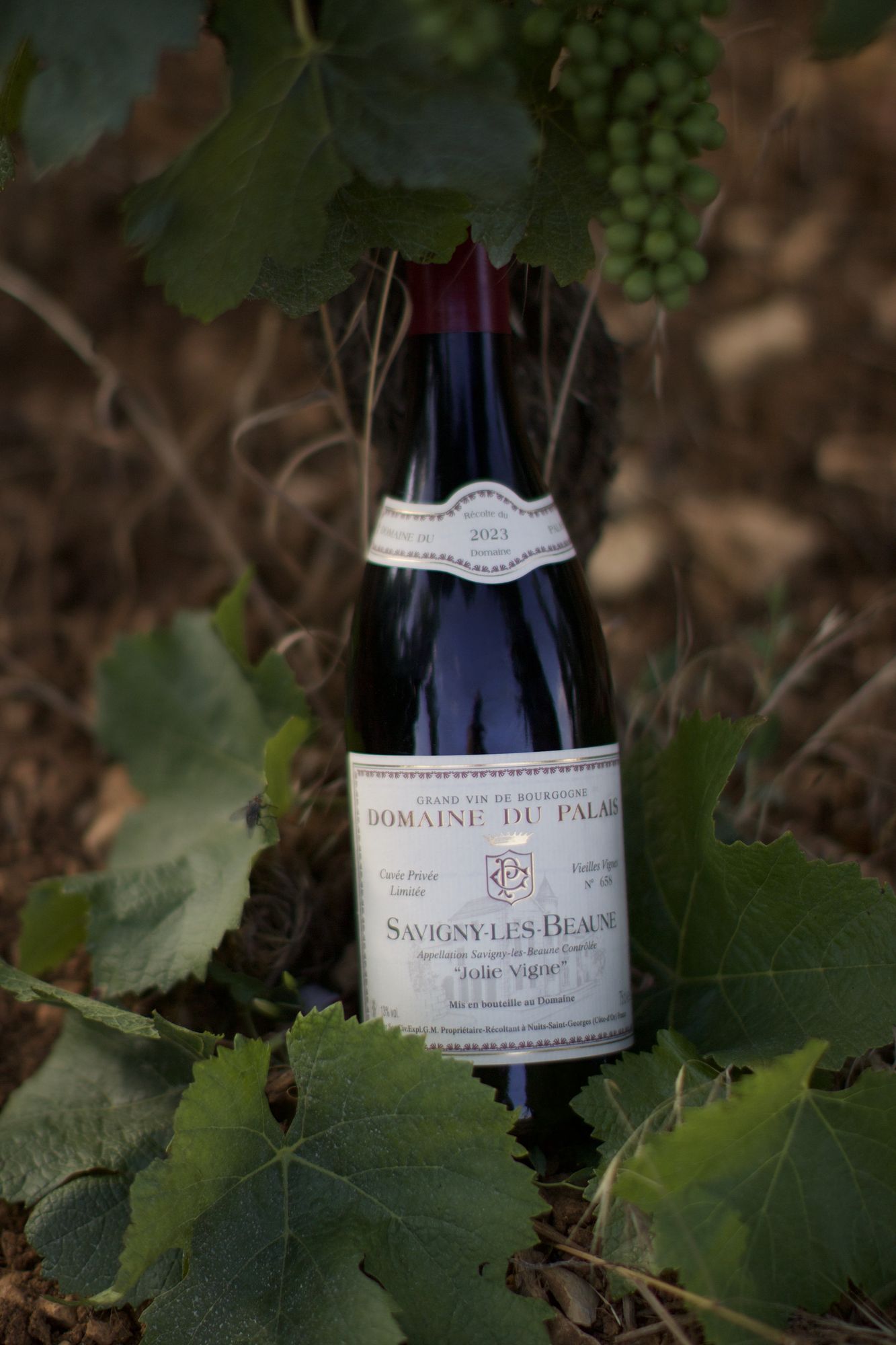 Savigny-lès-Beaune « Jolie Vigne »