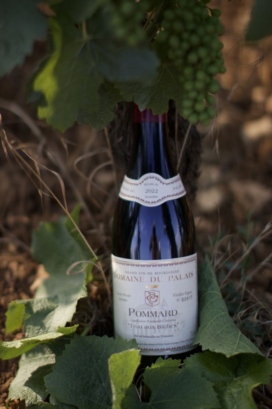 Pommard « Trou aux Biches »