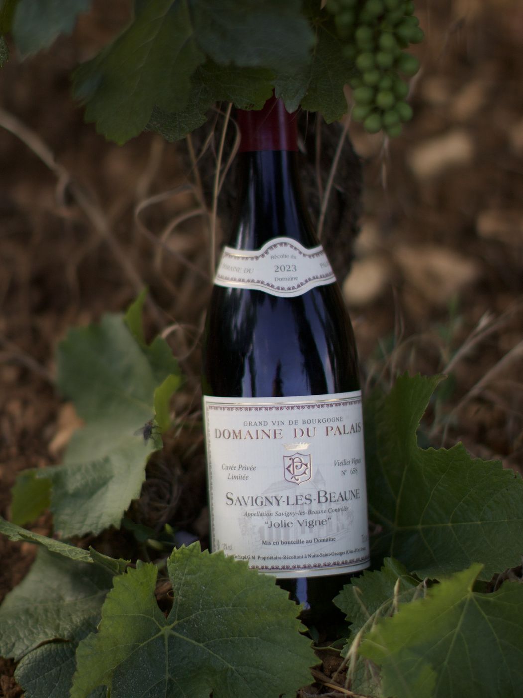 Savigny-lès-Beaune « Jolie Vigne »